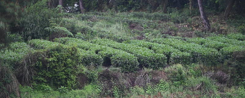 关于那个采茶的“茶园李子柒”让记者放下相机去帮忙！的最新资讯