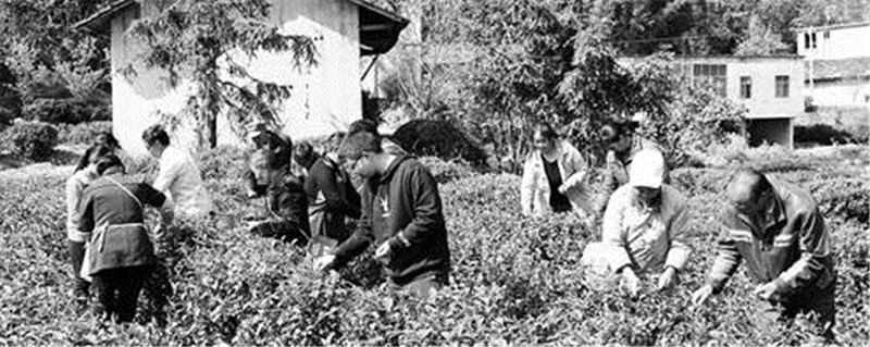 有关于昭通悦乐镇沙坪村村民 春茶采收的大好时节的新闻