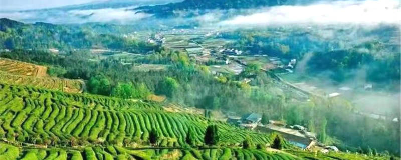 关于汉中春茶生产实现开门红 陕西邮政出台春茶惠农服务助力茶农增收的最新信息