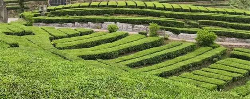 有关于温州泰顺县局：税惠春风巧助农，吹起新茶“三杯香”的消息