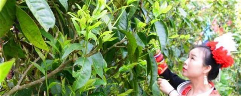 有关于连南马头冲村开采2021年清明高山千年古树茶的消息