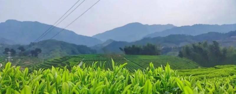 有关于“要统筹做好茶文化、茶产业、茶科技这篇大文章！”寿宁茶人倍感振奋的热门信息