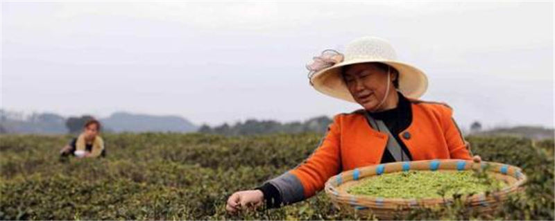 有关于黔西谷里镇：茶园每天能出新鲜茶青上百斤的资讯