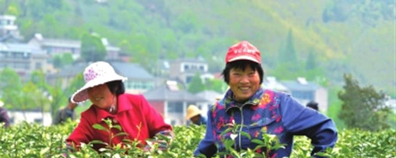 有关于《中国茶产业“十四五”发展规划建议》在京发布的热门资讯