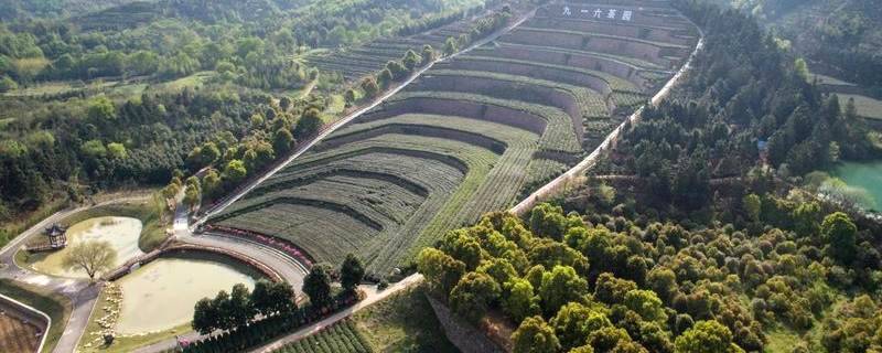 有关于发展绿色茶园，建设美丽茶乡，助推乡村振兴的信息