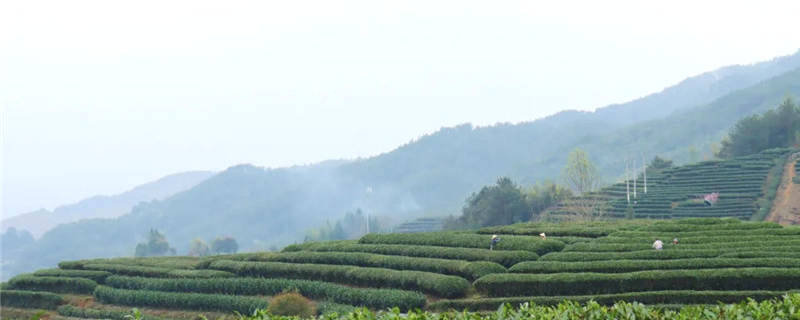 有关于福建政和白茶开采！产业发展拓宽农民增收路的热门消息