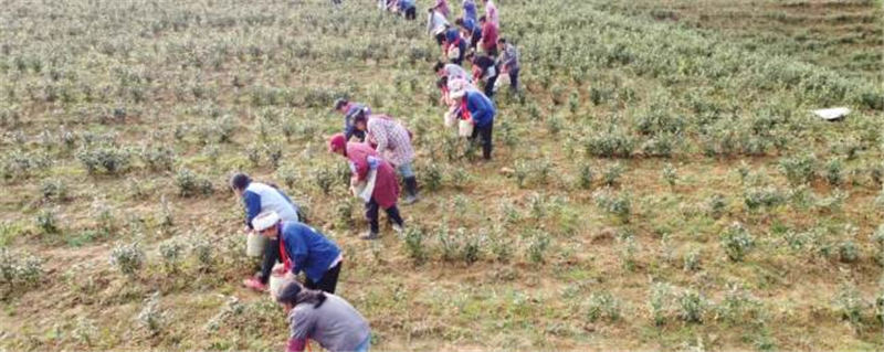 有关于沿河：“携茶”迎来采摘季 千里帮扶情义深的最新信息