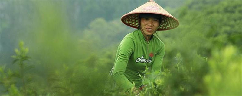 有关于桂林临桂区：茶园春茶吐绿 茶农抢抓时间采摘明前茶的热门资讯