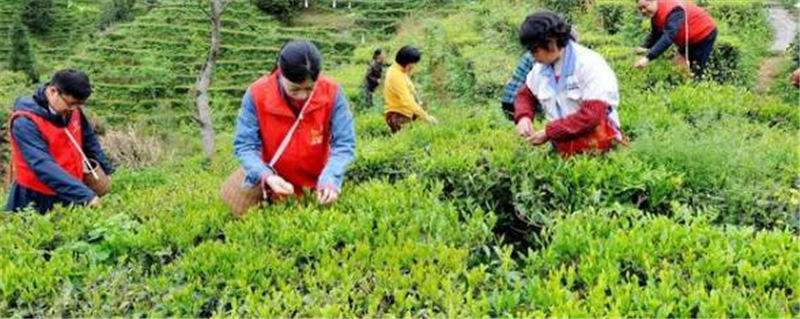 有关于江西婺源溪头乡：党员干部茶山帮茶农采摘谷雨茶的最新信息