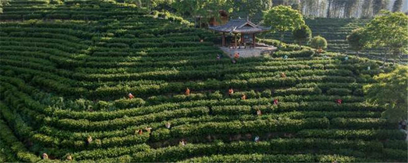 有关于浙江景宁：“以茶强村、以茶富民”带动村集体经济发展的资讯