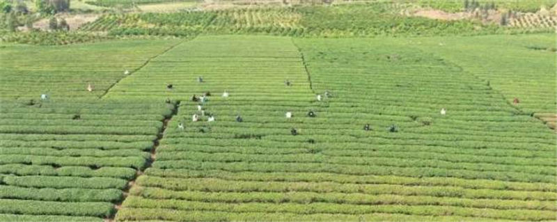 关于象州县妙皇乡思高村委古琶村茶园正式开采的热门新闻