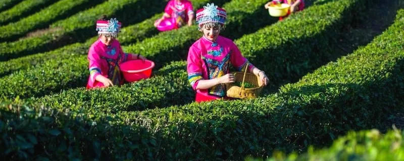 关于玉露飘香 恩施市25万余亩茶园全面开采的最新消息