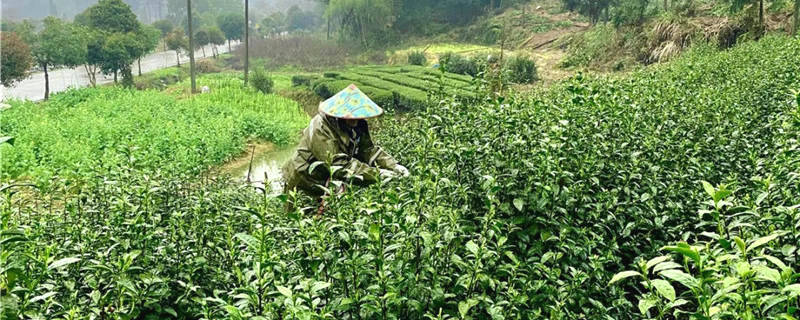 关于浙江武义：“茶叶子”变“金叶子” 听听茶农们的致富经的最新资讯