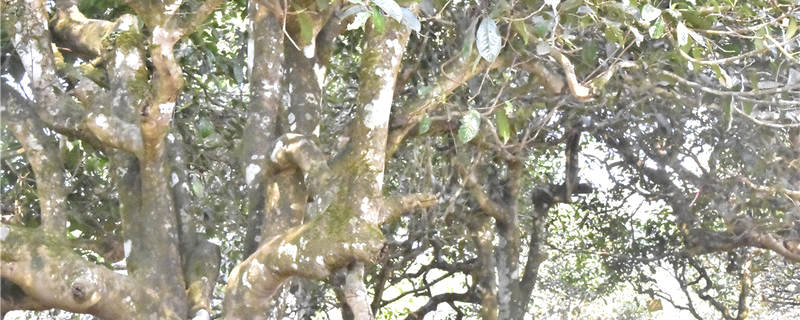 关于高产能、高库存、高泡沫的普洱茶何去何从 的热门信息