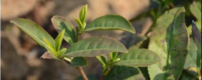 关于2021年日照绿茶春茶现状解读！这是高纬度茶的必然！的消息