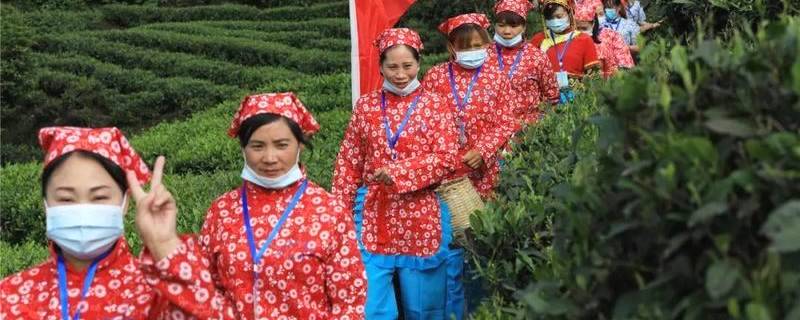 有关于屏山双峰村：人山人海，都奔着一缕茶香而来的资讯