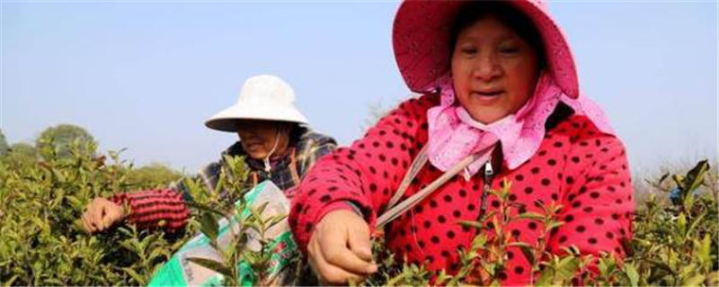 关于南京高淳桠溪 生态茶园春茶开采 制作碧螺春干茶销往市场的热门新闻