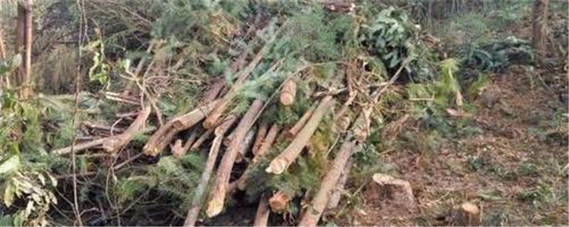 关于西双版纳现大规模毁林种茶，普洱茶价格虚高惹的祸的最新资讯