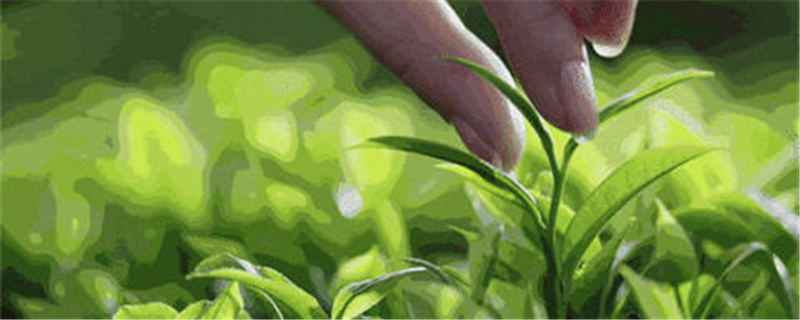 关于3月26日，2021第三届中国·英德红茶头采节，即将启幕！的最新资讯