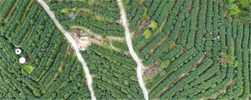 关于乐清能仁村“一叶一芽” 高品质茶叶来自养护、采摘等环节的“呵护”的新闻