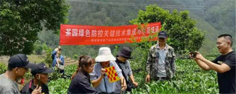 有关于“陈宗懋院士团队科研平台”送智解惑 助力普洱有机茶产业健康发展的热门资讯