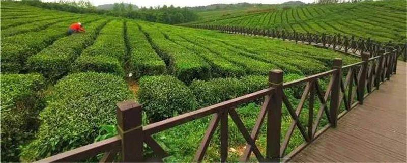 有关于央视聚焦中华茶博园：生态和产业美美与共的信息