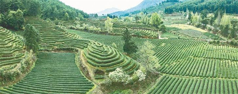 关于茶园生产 茶叶机械化难题 还要研推结合的信息