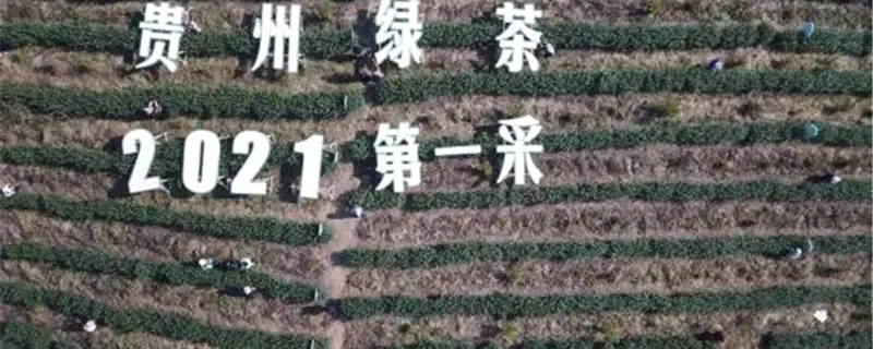 有关于一周茶事 | 贵州迎来2021年绿茶“第一采”；新华社辟谣：不靠谱！的热门资讯