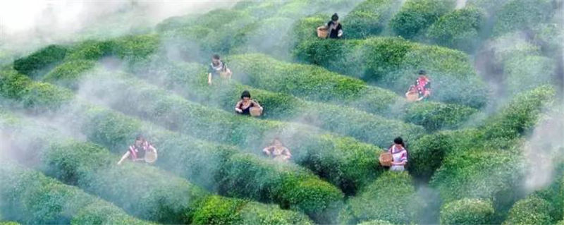 关于贵州茶就是好！专家、学者等知名人士点赞贵州茶产业的热门新闻