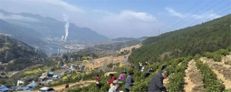 关于三峡库区：发展茶产业 绿了山头甜上心头的热门新闻
