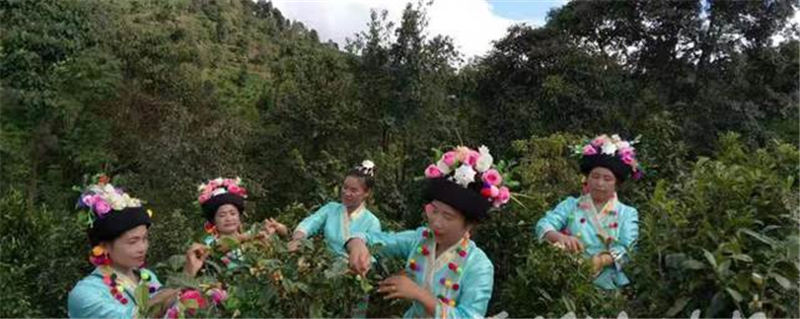 有关于勐海县曼迈村 “脱贫茶”成为“振兴茶”的热门资讯