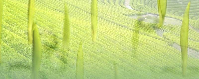 有关于钱源汇聚钱潮涌，开化龙顶开门红，2020开化茶产业十件事的新闻