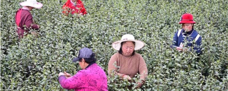 关于四川巴中清江镇：阳春三月茶芬芳 春茶丰收民致富的热门消息