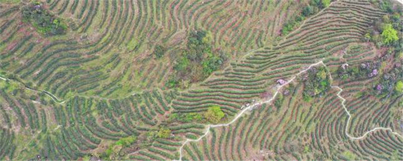 关于湖南衡阳寿岳乡：800米的“十里茶乡”茶场 采茶忙碌的新闻