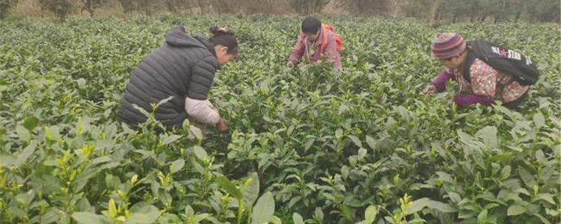关于贵阳清镇市红枫湖镇多家茶企业及茶业合作社春茶开采的新闻