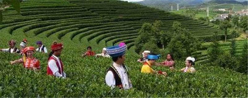 有关于普洱：唯一以茶命名的城市，竟还是咖啡之都的热门资讯