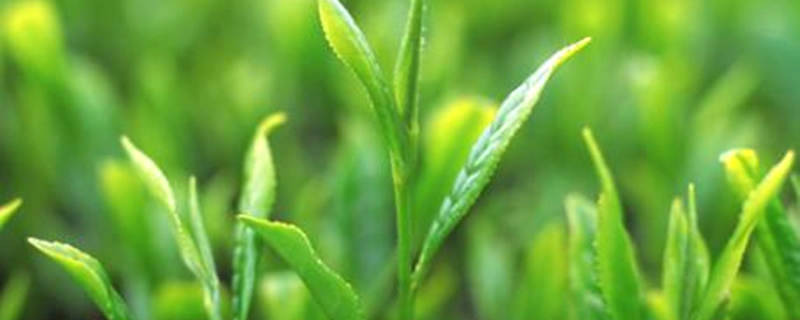 关于湖北省首次为茶叶立法 成为第二个出台茶产业地方性法规的省份 的最新资讯