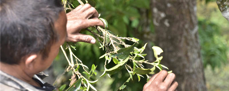 关于一周速读：云茶文化热、绿色云茶如何良性发展、“中茶杯”茶王出炉的信息