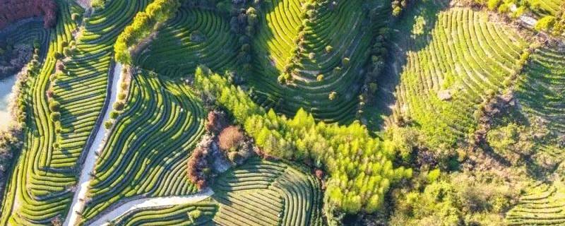 有关于武义武阳春雨茶被评为“中国气候生态优品”的消息