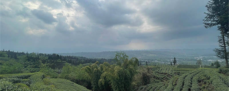 关于雅安种茶小伙姜峰：茶产业让我家过上了好日子的新闻