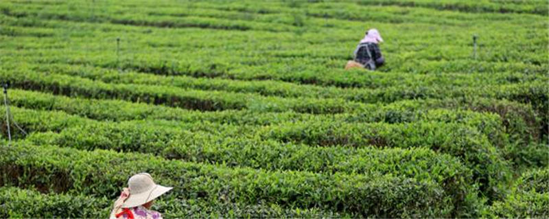 有关于贵州清镇：“茶旅一体”为乡村振兴注入新动能的最新资讯