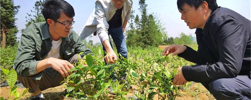 关于贵州普安罗汉：春到茶山风景异，明前春茶采摘忙的最新信息