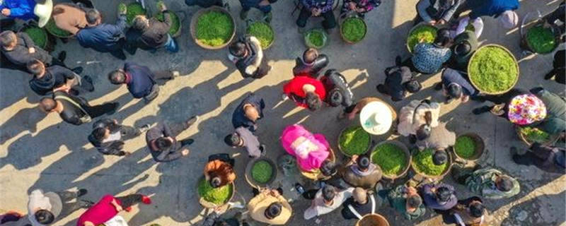 有关于春日观“茶”室｜部分地区干茶价格涨势低于鲜叶的热门新闻