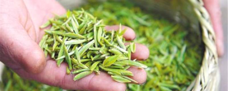 有关于2021年春茶消费需求旺盛 冰岛春茶准备采摘 新式茶饮渐成社交新名片的最新消息