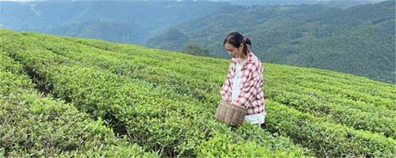 关于贵州:“贵茶名品”计划启动 助推“黔货出山”的新闻