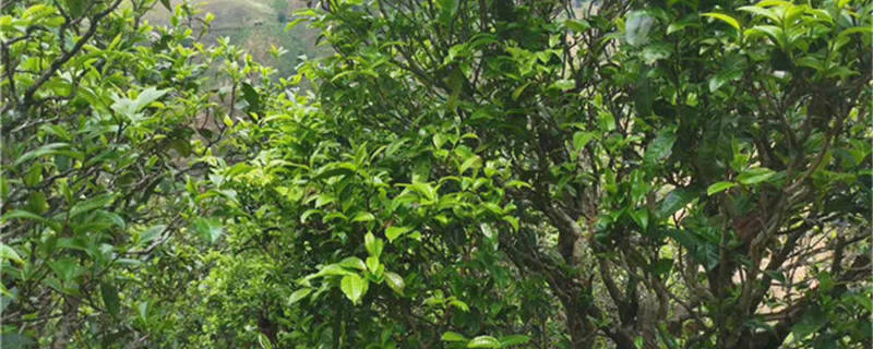 有关于超低价云南“老班章”“冰岛茶”充斥电商平台，业界呼吁整治行业乱象的最新消息