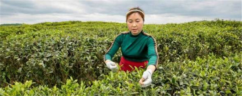 有关于黔西新金村大力发展茶产业，助推脱贫攻坚的消息