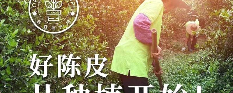 有关于泓达堂解密小青柑②：践行有机种植，严控源头品质的最新资讯
