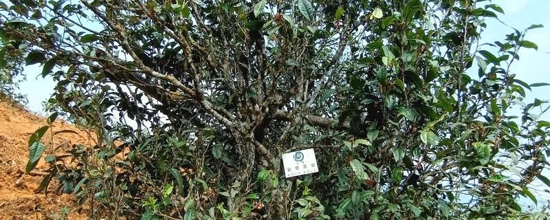 有关于普洱古树春茶发芽简报：大户赛茶园发芽良好，过几天就可以采摘了的热门新闻