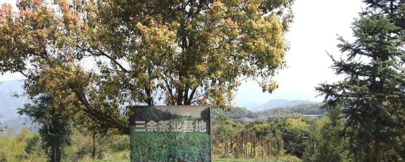 有关于福鼎白茶企业赏析 福鼎市三余茶业有限公司的热门资讯